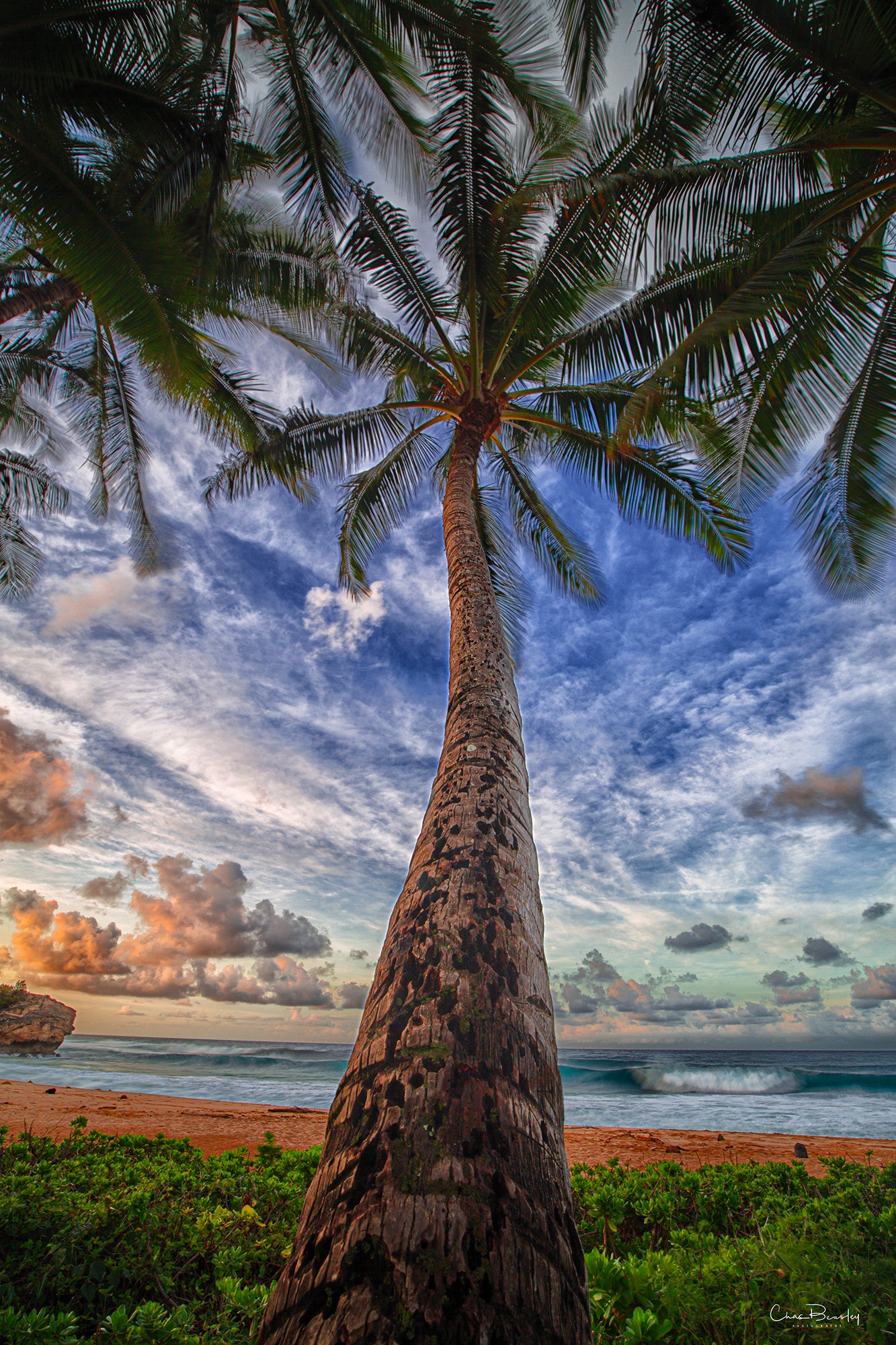 Shipwreck Palm