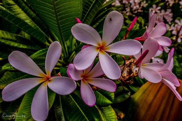 ＊Plumeria＊様 2PulmaraA11Aug164_6_grande.jpg
