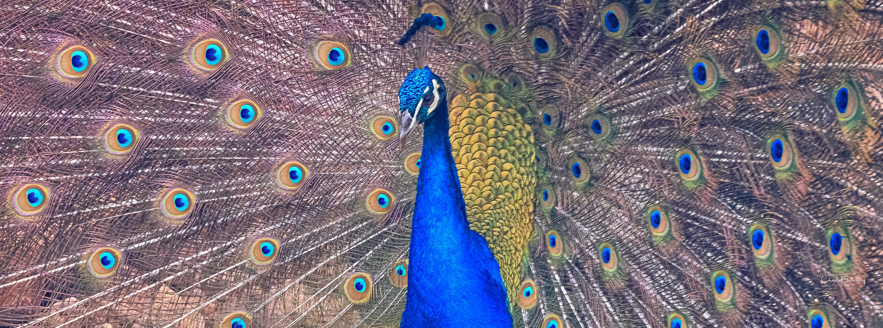 Blue Peacock 2